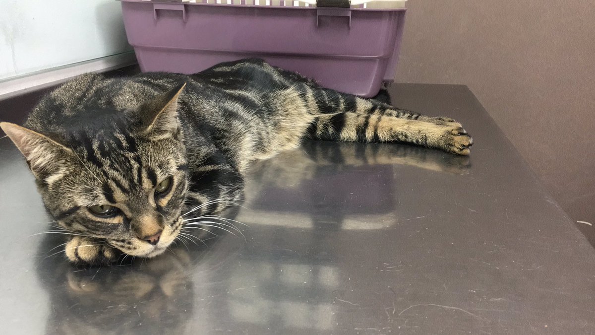 AriG27's tweet photo. Buenas! He encontrado este gatito en la calle llorando en GRANADA, se nota que es casero y está castrado, no tiene chip. Busco a su familia que le echaran de menos (espero q se haya perdido y no sea un abandono) os dejo fotitos y agradezco difusión #granada #gatos #gatoperdido https://t.co/fMA3OIvTQB