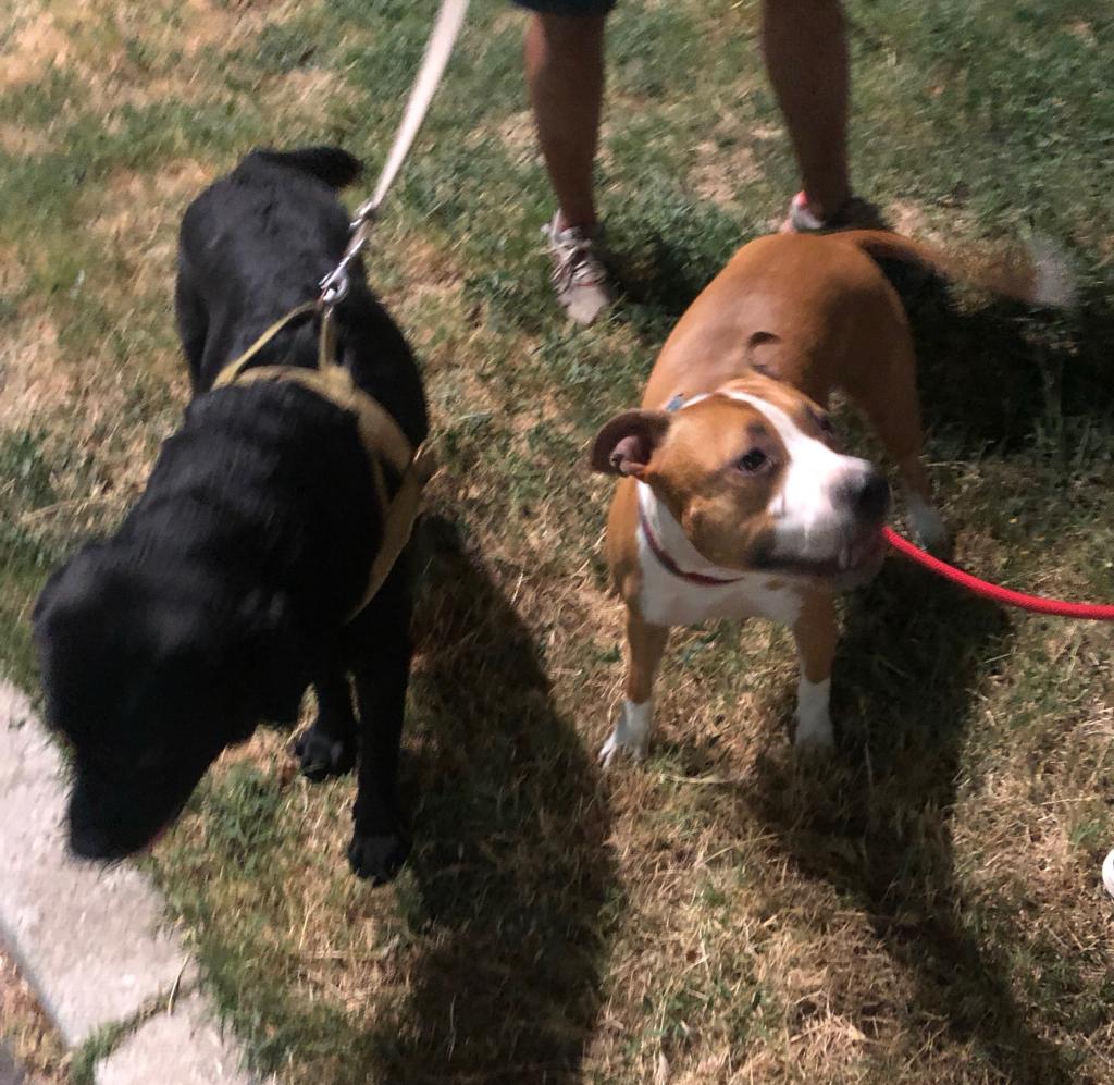 rob_testa's tweet photo. Incontri notturni con il proprio fidanzato #Mia&amp;Fonzie #Amstaff #Mystaffygirl https://t.co/GBpBJxA8Sg