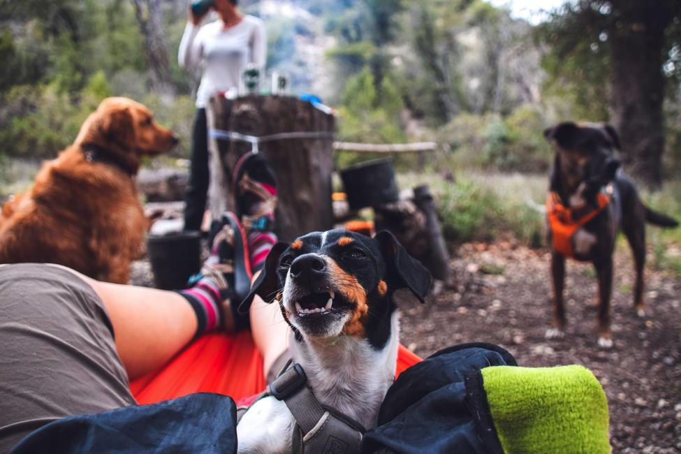 Ruffwear tweet media