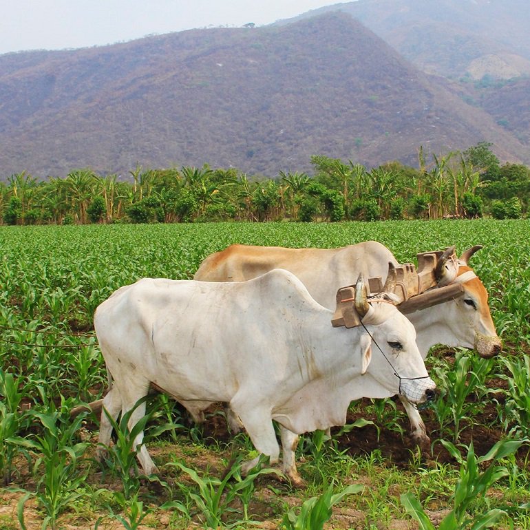 Siga estas recomendaciones para prevenir afectaciones ante la falta de lluvias ow.ly/LsCq30p35RP
