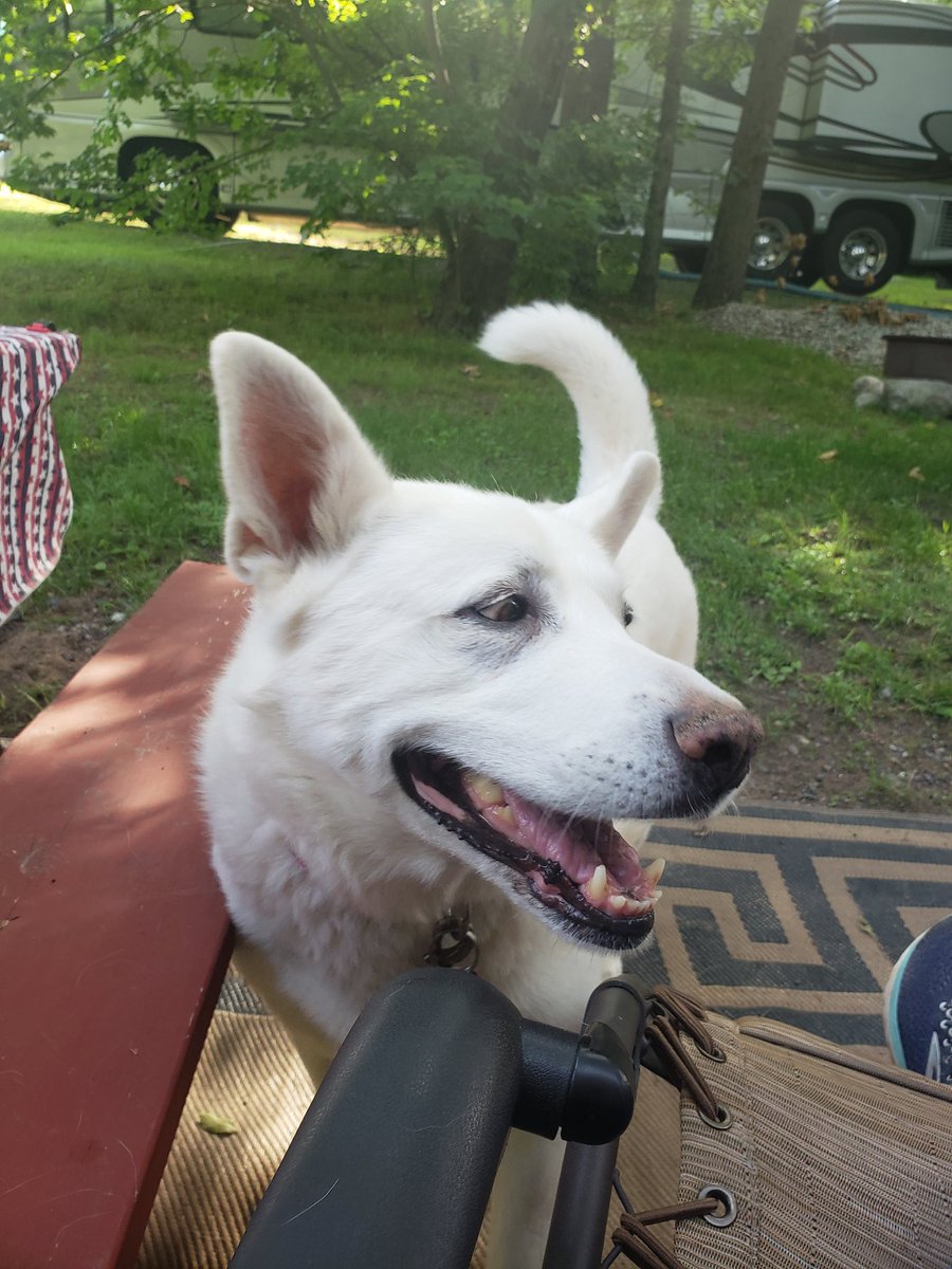 Crazy Face (@crazyfacedog) on Twitter photo I is craycray <a href="/grpyreneessophi/">Sophie Great Pyrenees</a> <a href="/mightypenguinhb/">Mighty Penguin Beer</a> <a href="/mskerryschaffer/">Kerry Schaffer</a> #rescuedog #dogsoftwitter #dogs I is craycray <a href="/grpyreneessophi/">Sophie Great Pyrenees</a> <a href="/mightypenguinhb/">Mighty Penguin Beer</a> <a href="/mskerryschaffer/">Kerry Schaffer</a> #rescuedog #dogsoftwitter #dogs