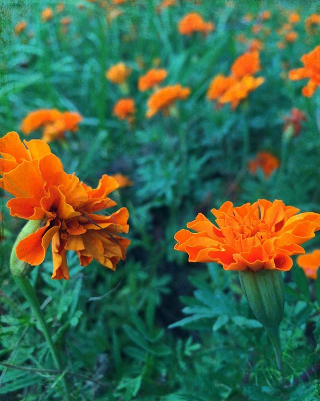 bureauOfBass's tweet photo. Fields of gold #marigold #marigolds #flowers #country #florida https://t.co/eOTD98QPxD https://t.co/gzSLMlbkcY