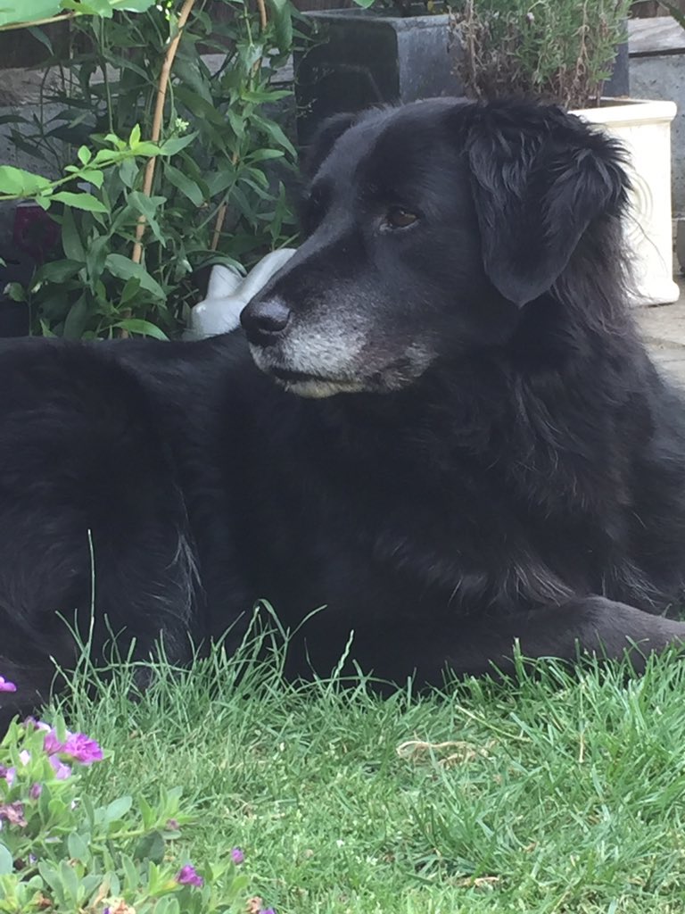 scanme_tukslaw's tweet photo. Rescue dogs are the most beautiful dogs in the world. Help keep them safe by supporting dual microchip registration https://t.co/Vh5UTIqSQB #Tag4Tuk #rescuedog #adoptdontshop #microchip #AnimalRights @BritishVets @realpogdogs @DogsTrust @JohnBishop100 @SirPatStew @rickygervais 🐾 https://t.co/0PPFt2YsMp