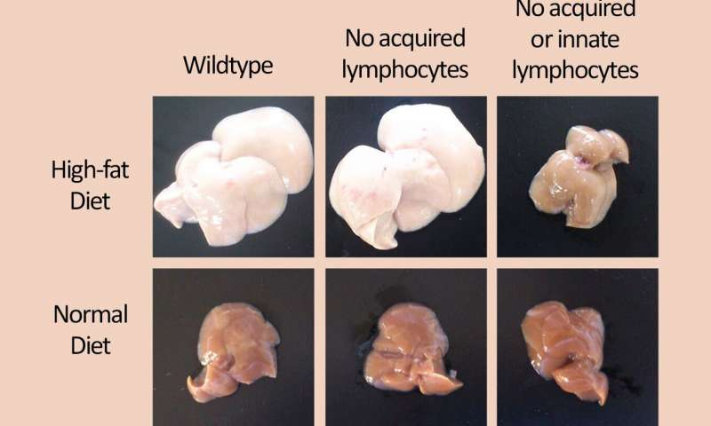 MicrobesInfect's tweet photo. Innate immune responses to high-fat diets lead to obesity.
Without group-2 innate lymphoid cells in small intestines, mice can eat high-fat diets without gaining extra weight or suffering from other physiological symptoms of #obesity
https://t.co/PVYvTFtP9W #ILC2 #innateimunity https://t.co/k4E6dLGUYJ