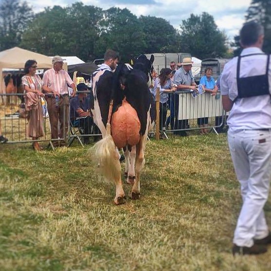 EmeraldHolstein's tweet photo. Emerald Doorman Promis EX91-3rd
2nd 3rd calver class Charleville Show 2019
EX91-3RD x EX91Destry x EX Advent x Windy-Knol View Promis EX95
Embryos available by Sexed Stantons Chief
#holstein #showcow https://t.co/qqqRsZLlZ1