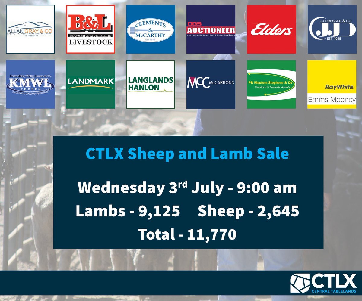Kicking off at 9:00am there is 11,770 head on offer at the #CTLX Sheep and Lamb Sale! Talk to your agent for further information. 🐑🐑🐑