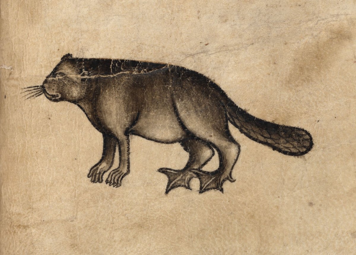 ParkerLibCCCC's tweet photo. 🍁Celebrating #CanadaDay 🇨🇦 with this honorific cast of #beavers from our #marvellousmss, including two ballsy #illustrations from gorgeous #bestiaries (#CCCC53 & #CCCC22) and this delightfully beastly #Bury specimen by Henry of Kirkstede (#CCCC404)!
Cf: https://t.co/1DQyyAImnB https://t.co/tdMRUh99ed
