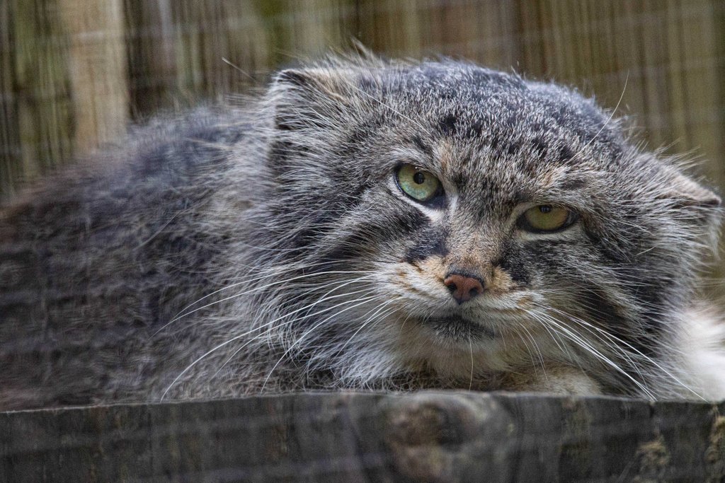 potterparkzoo's tweet photo. This week's #TriviaTuesday was Olaf the Pallas cat! Who got it right?! 

Tune in next week to test your Potter Park Zoo trivia knowledge! https://t.co/3pXoetRoXe