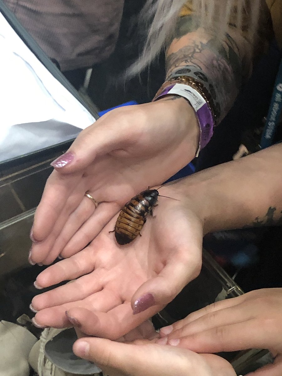 TBB_NorthWest's tweet photo. Big Bang North West 2019

It was all about the animals at the @LifeSciencesUTC &amp; @studioliverpool stand. Attendees flocked to see their amazing (adorable &amp; sometimes eekworthy)  creatures! 

#BBNW @TBB_NorthWest @allaboutstem https://t.co/ikkJq6Bfzi