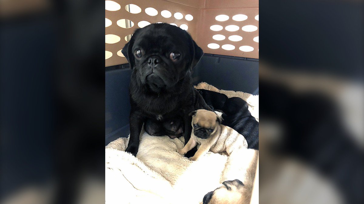 CTVNewsVI's tweet photo. French bulldogs, pugs need surgery after being surrendered by island breeder https://t.co/plnnZ0AAfg https://t.co/Va4f3hgIKg