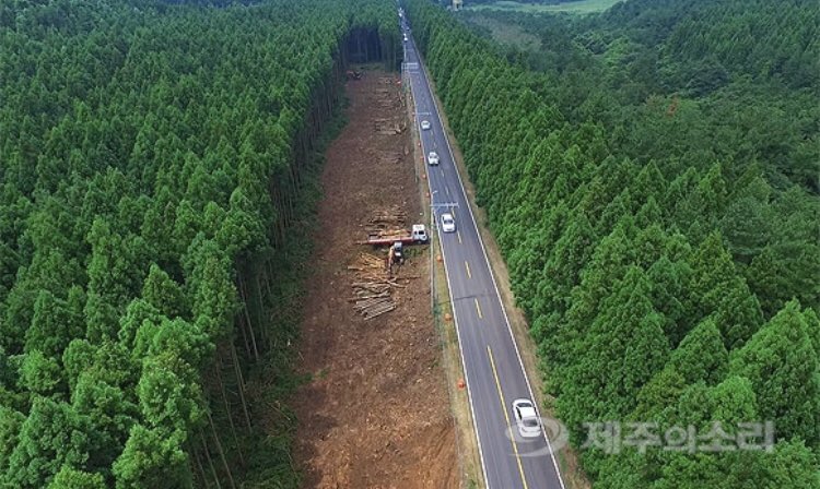 비자림로 공사 전면 ‘백지화’ 청원, 오늘이 마감인데 신청인원이 아직 많이 부족하네요- 제주 비자림로를 함께 지켜주세요! www1.president.go.kr/petitions/5805… 

가슴 아픈 사진은 제주의 소리 기사에서 가져왔습니다. 공사가 일단 멈췄지만 7월에 재개될수도 있다는 기사.. jejusori.net/news/articleVi…