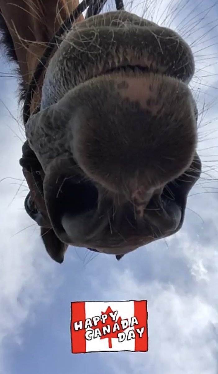 deanneshead's tweet photo. What did you do for 🇨🇦 Canada Day? Jammer was subjected to another photo shoot 😁 - #hetoleratesme & has been doing such for 30 years. Both of us were born and raised in Ontario. #seniorhorse #proudtobeCanadian because #iamcanadian https://t.co/ACa3ytfVbx