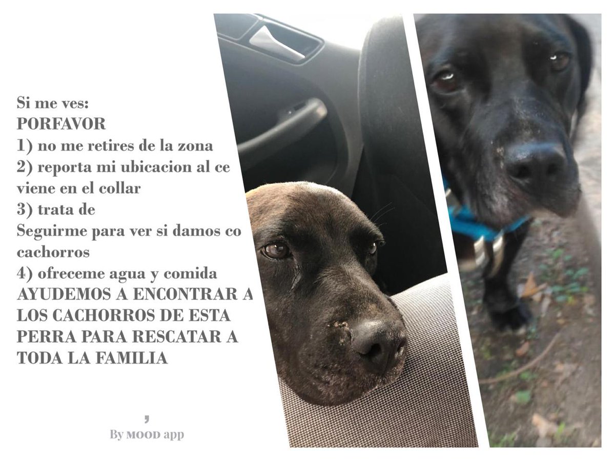 Si la ven por favor sigan las instrucciones 👇