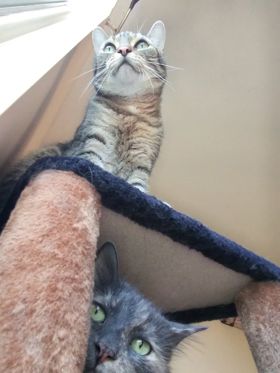GrayceCat's tweet photo. Life on the cat tree #cats #catsoftwitter #cute #catlover #meow #kitty #cattree https://t.co/LN1e43am9h