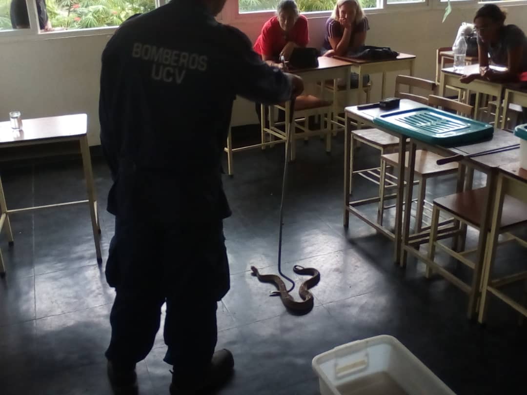 #02Jul Taller de Identificación y Manipulación de Ofidios Ponzoñosos y No Ponzoñosos Impartido por los .<a href="/bomberosucvmcy/">Bomberos UCV Maracay</a> al Personal Docente de la Universidad Bolivariana de Venezuela #Arsenal #MBI .<a href="/VGRPC/">VGRPC</a> .<a href="/PCADREEDANCENT/">REDAN CENTRAL</a> .<a href="/randy2re/">G/B Randy Rodríguez</a> .<a href="/PCivil_Ve/">Protección Civil</a> .@PC_Aragua .<a href="/droopy171/">Alexander Sanchez</a>