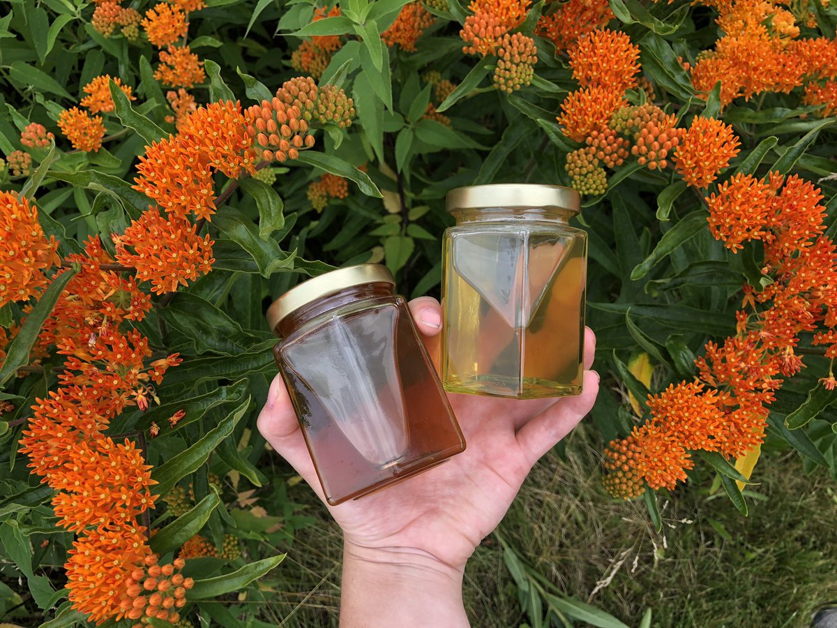 RCNJBeekeeping's tweet photo. In this pic, you can see the difference between our older, larger hive’s honey on the left and lighter honey on the right which was extracted from our new hive we received last spring. #RamapoBeekeeping #Sustainability #LocalHoney #GetInvolved #NJBeekeeping https://t.co/frcPQahgSS