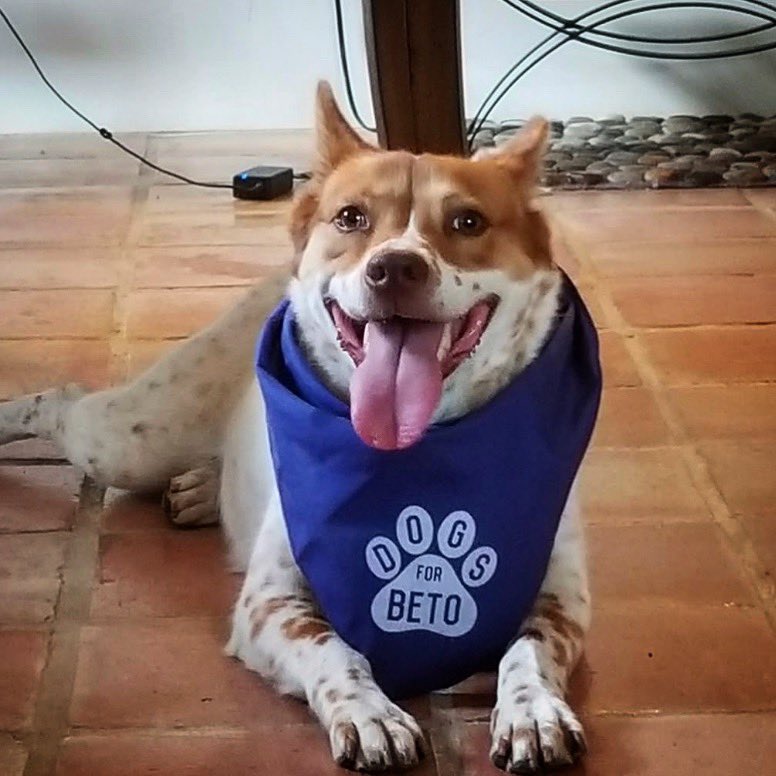 DogsforBeto's tweet photo. We just got this adorbs picture from Martha! She’s a San Antonio pupper who loves barking for @betoorourke! 😍🐾 #dogsforbeto #demdoggies #democratdogs #betoorourke #betoforpresident #beto2020 #betodaysahead https://t.co/lxcmK9jSbw