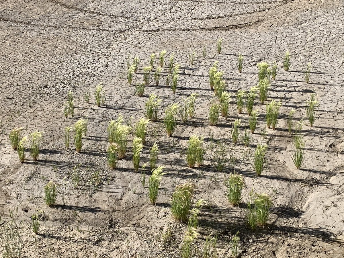 crops are comin in real good this year