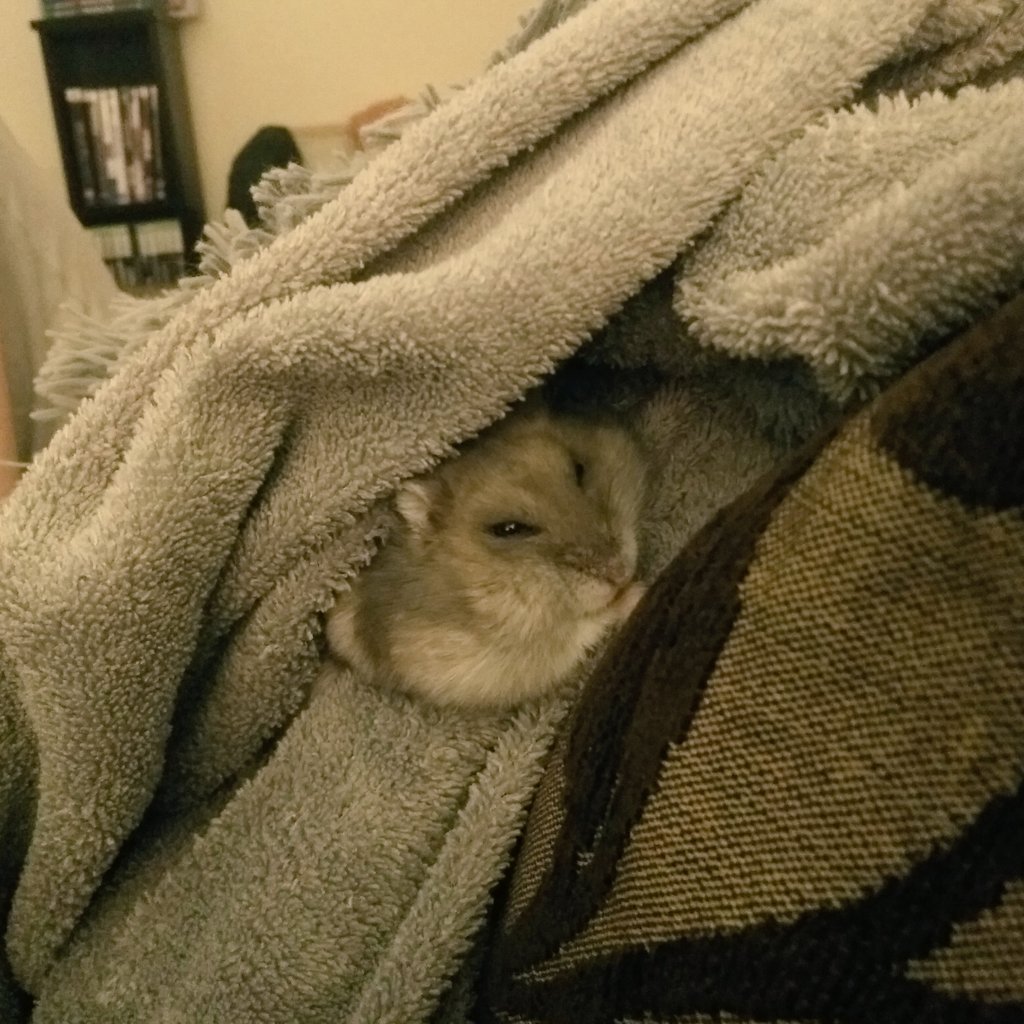 HamSesame's tweet photo. Sesame's sleepy and all tucked in. Have a good night and sweet dreams 💕🐹✨ 

#sesamethelilham #goodnight #hamster #hamsters #cutepets #sleepy #仓鼠 #pethamster https://t.co/iQHkpHbNep