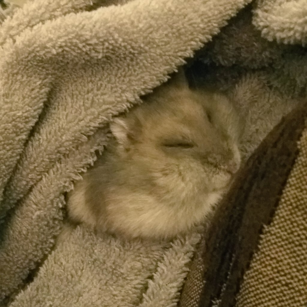 HamSesame's tweet photo. Sesame's sleepy and all tucked in. Have a good night and sweet dreams 💕🐹✨ 

#sesamethelilham #goodnight #hamster #hamsters #cutepets #sleepy #仓鼠 #pethamster https://t.co/iQHkpHbNep