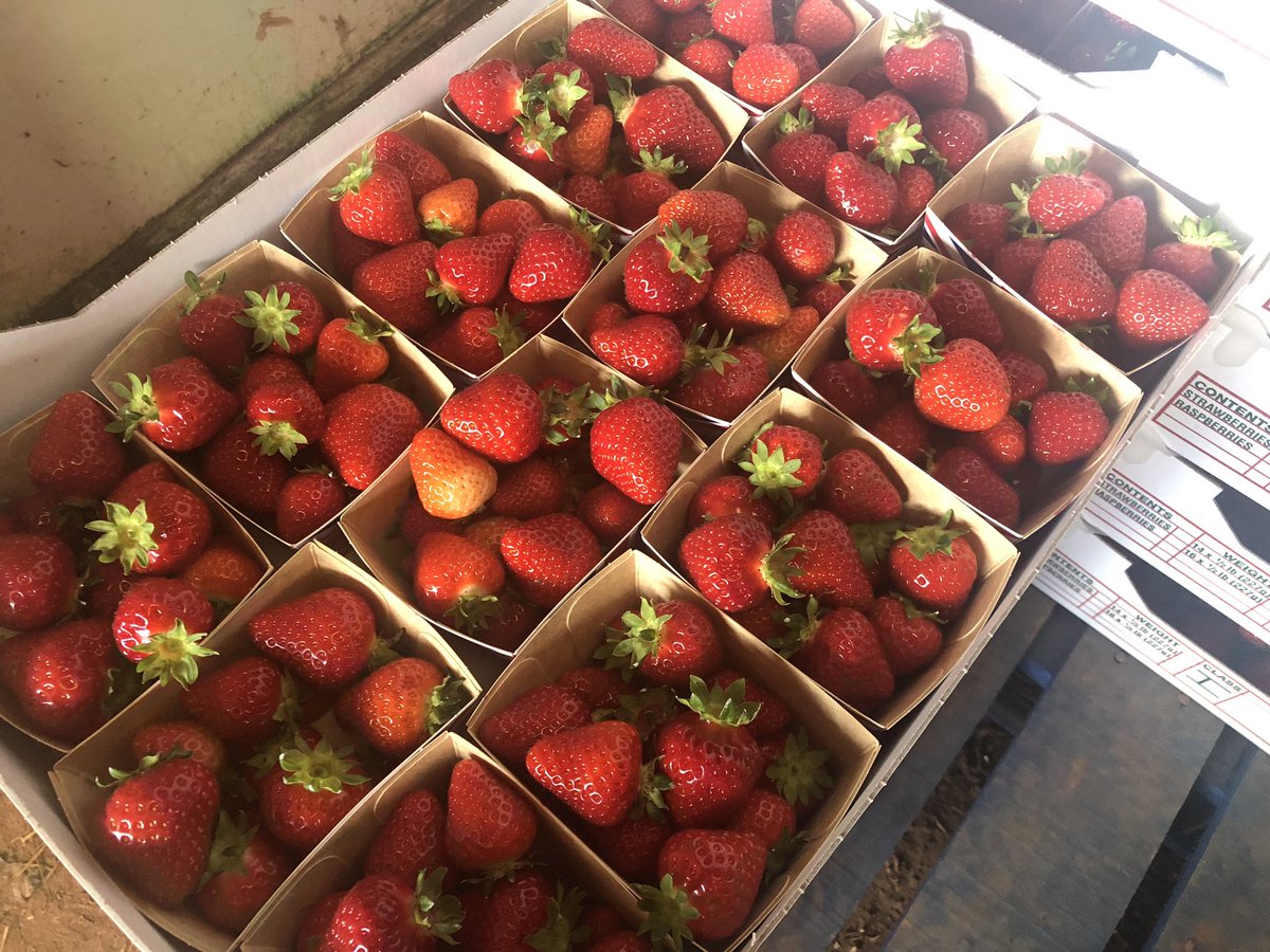 veg_box's tweet photo. Only the absolute very best of local #Devon produce gets to become a part of our Vegboxes ! Deliveries today from #PynesFarm @ThornesFarmS @DartFresh #DownFarmWinkleigh tomorrow many more farms ! @thegreedyfox1 @FoodDrinkDevon https://t.co/8YVJwJLnBO