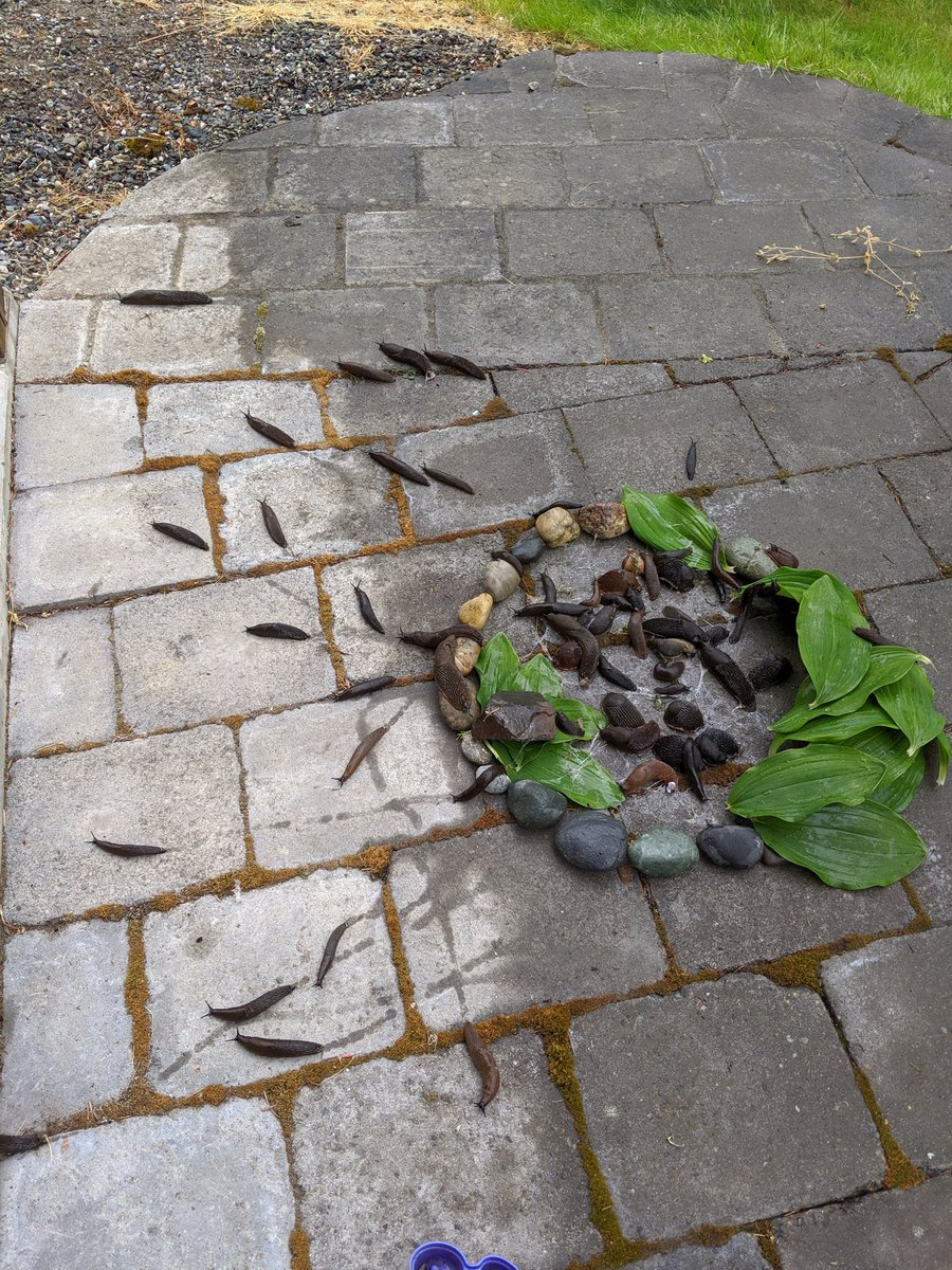 cwilso's tweet image. My... My daughters built a slug hospital and found 30+ "patients" who are now escaping and nothing in the parenting books prepared me for this.