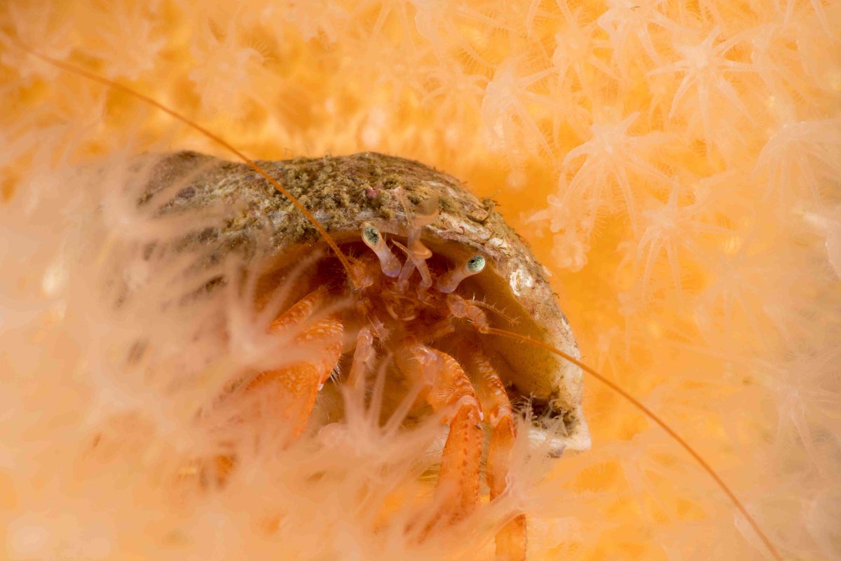 Hermit crabs hiding in dead mans fingers coral , Loch carron Scotland #Scotland #Scottishwildlife #underwaterscotland #hermitcrab #coral #macrophotography #underwaterphotography