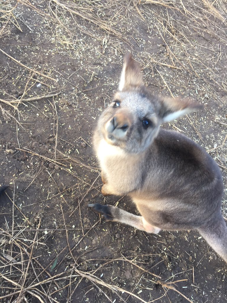 JacTearle's tweet photo. Kangaroo castration &amp; cuddly fellas today at Bonorong Wildlife Sanctuary #EMBLAPhD #myfirstTweet https://t.co/FDhSyws7G8