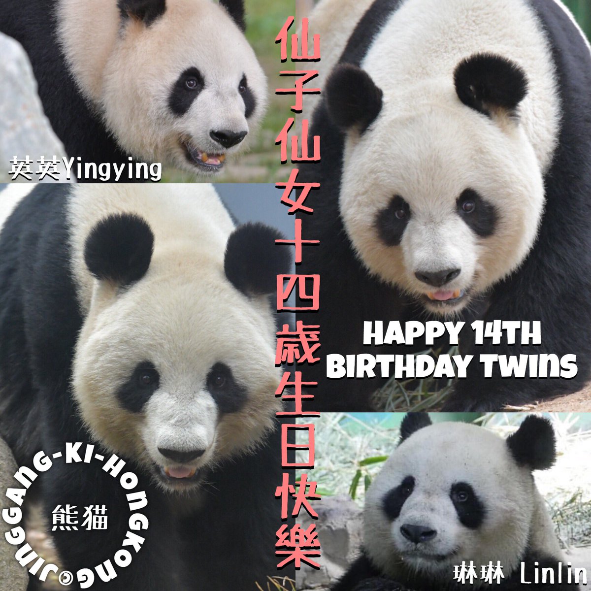 Jinggang0 仙子仙女14歲生日快樂 仙子 仙女 琳琳 英英 上野動物園 西霞口神鵰山野生動物世界 Panda 不得轉載 引用不可 Jinggang0 仙子仙女14歲生日快樂 仙子 仙女 琳琳 英英 上野動物園 西霞口神鵰山野生動物世界 Panda 不得轉載 引用不可