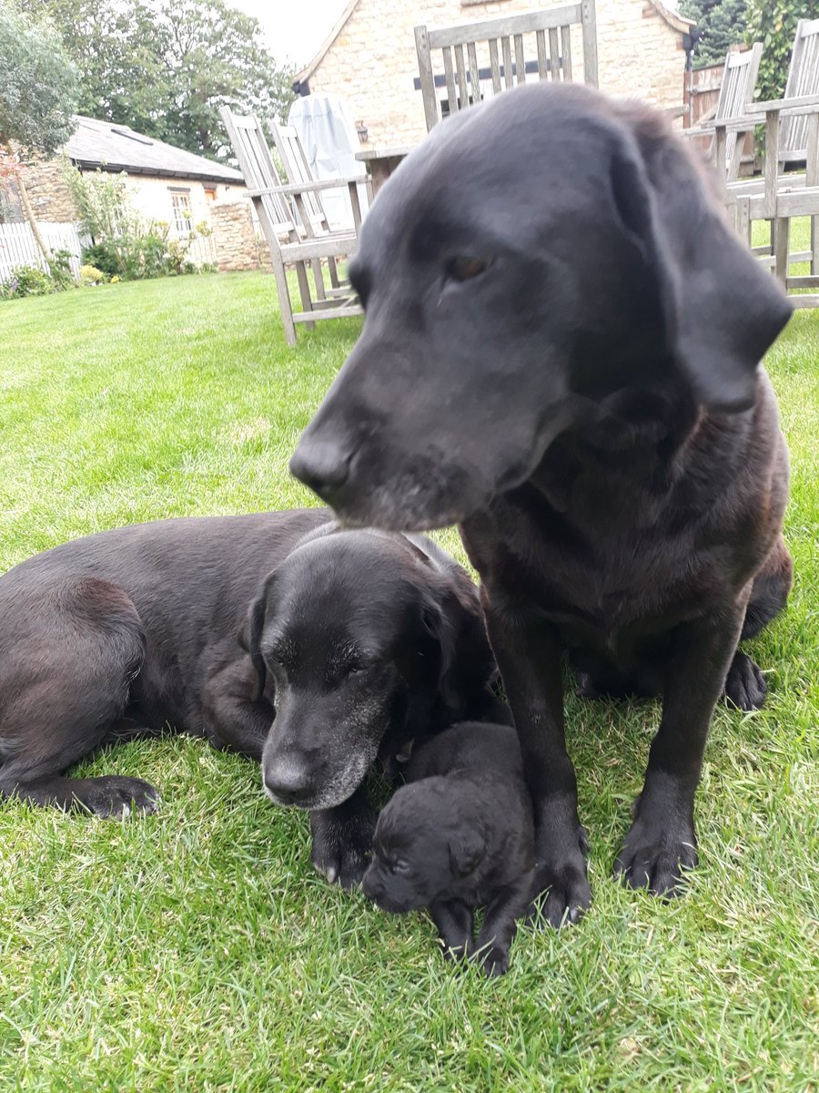 Retired #fire #dog Maysie is being a fantastic grandmother to the pups. She absolutely loves them and is so kind and gentle. She has even produced milk just to lend a helping paw if ever required. #specailfamilytime