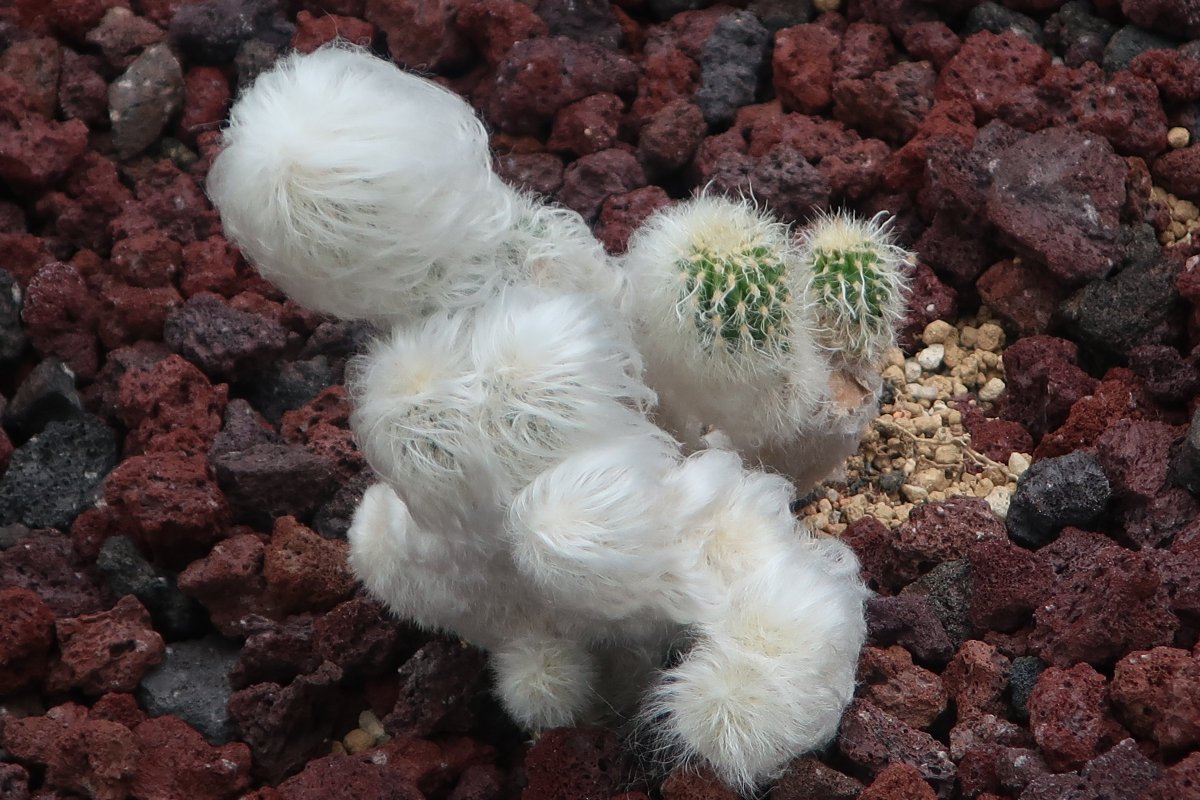 神代植物公園 ニュース スタッフより 園芸係 サボテン 翁丸 Cephalocereus Senillis は 白い毛に覆われた ハシラサボテンの仲間 英語 スペイン語でも 翁 を連想した名前があるようです でも 鳥のヒナのようにもみえませんか いま 毛の