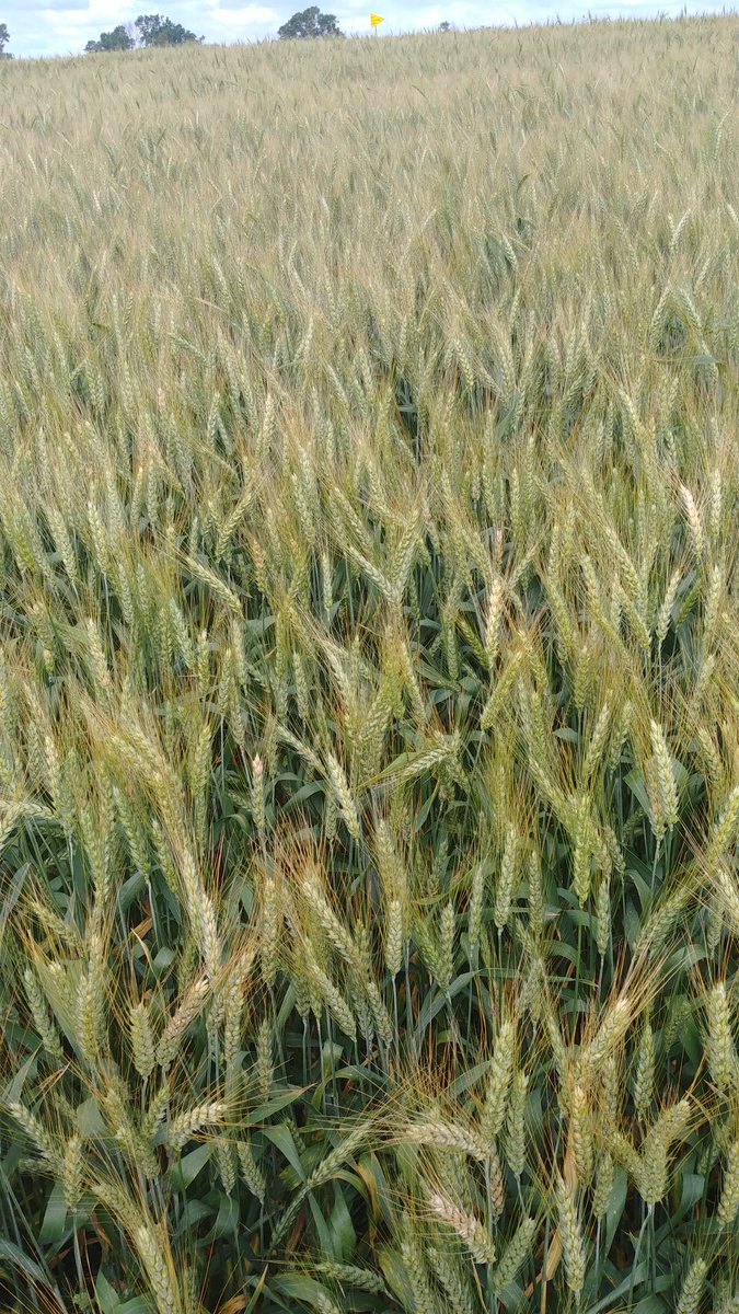 Lindsey Berg tweet media