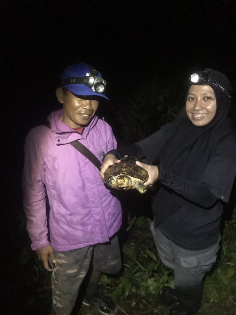 ang_wild_life's tweet image. So last week I found a transmitter missing the #turtle... and last night we found the turtle to be reunited with his transmitter 🥳 (sorry buddy, you’ll have to be stalked for a bit longer). #fieldworkwin