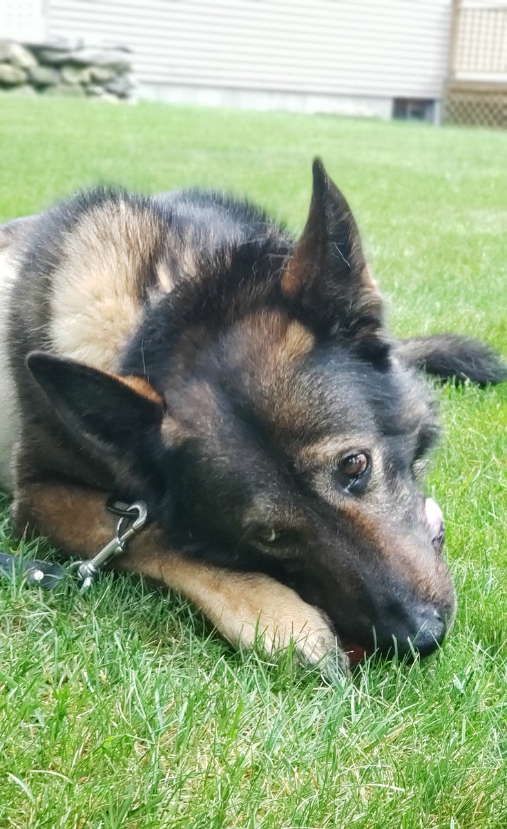 Over the last couple months, Viking has endured Cancer, surgeries,  infections and over a month of hospitalization.  Through it all he has remained the warrior he has alway been.  Tonight he came  home to continue his recovery.   Thank you everyone for you support and prayers.