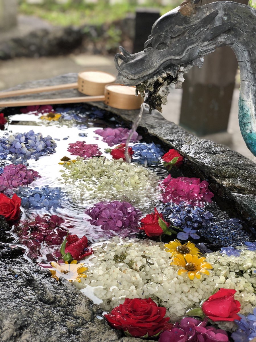 えもり えも على تويتر 紫陽花を浮かべた花手水見てきたよ 岐阜市にあるとは 紫陽花だけじゃなくてルドベキア とかバラまであって 季節を感じた 若江神社 花手水 えもり えも على تويتر 紫陽花を浮かべた花手水見てきたよ 岐阜市にあるとは 紫陽花だけじゃなくてルドベキア とかバラまであって 季節を感じた 若江神社 花手水