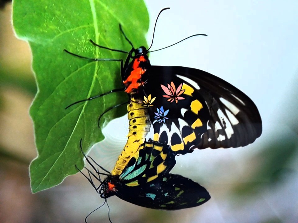 그대가 나비일런가
나비가 그대 일런가
고운 날개
몸에 걸치니
꿈길백리
꽃길 천리 열리네
향그런 바람타고
날아오를제
온 세상 꽃 수줍어
고개 숙이니
그대여
날개짓 조심하시오
내 가슴속 태풍
불어온다네

☆_꿈속 그대, 양광모