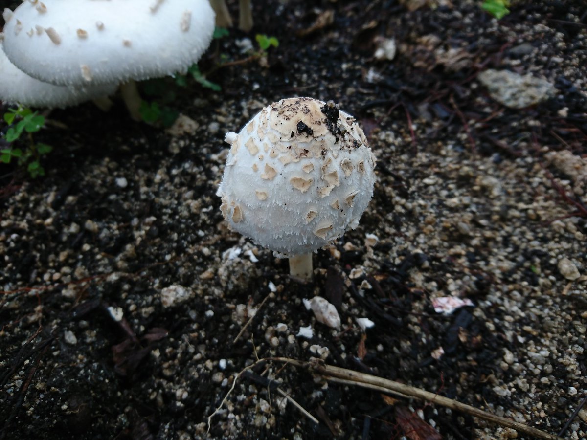 よもぎ V Twitter 道端の花壇に白い大きなキノコが生えていました 成菌は高さが10cm未満で傘の直径が15cmくらいでした 食べないでください