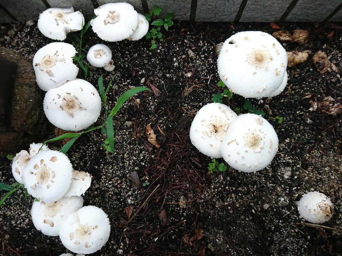 よもぎ 道端の花壇に白い大きなキノコが生えていました 成菌は高さが10cm未満で傘の直径が15cmくらいでした 食べないでください