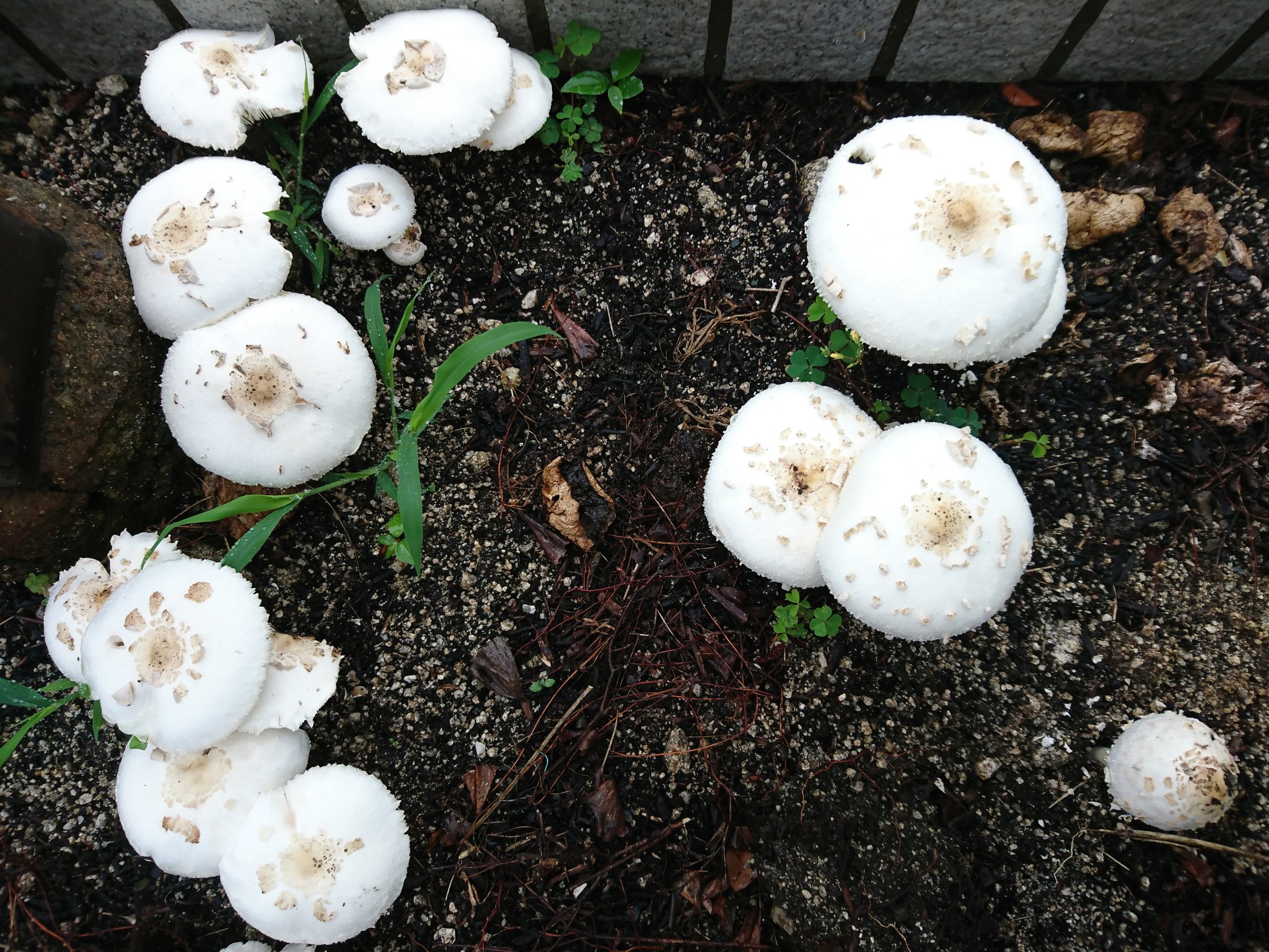 Twitter 上的 よもぎ 道端の花壇に白い大きなキノコが生えていました 成菌は高さが10cm未満で傘の直径が15cmくらいでした 食べないでください T Co X8myiynlsp Twitter