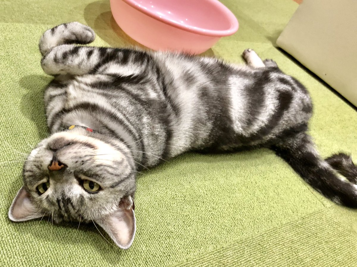猫カフェ 美観neko リラックス寝姿 今ならもふり放題です Z 美観neko Catstagram ネコスタグラム ネコカフェ 猫カフェ倉敷 アメリカンショートヘアー マンチカン みんねこ ねこ好き ねこ寝顔 今すいてます ねこが かわいいだけ展 おっ 猫カフェ 美観neko リラックス寝姿 今ならもふり放題です Z 美観neko Catstagram ネコスタグラム ネコカフェ 猫カフェ倉敷 アメリカンショートヘアー マンチカン みんねこ ねこ好き ねこ寝顔 今すいてます ねこが かわいいだけ展 おっ