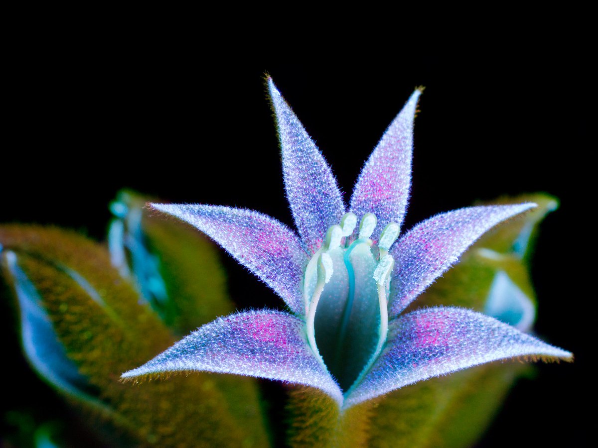 WIRED's tweet photo. All plants reflect an ultraviolet light that's invisible to the human eye. This dazzling photo series makes that invisible light visible https://t.co/wVHzMn07YS 

📸: Craig Burrows https://t.co/U3kLOU5B8B