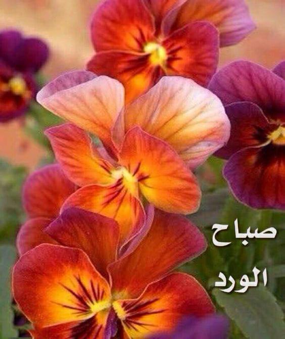0961Mimo's tweet photo. @AMuhaemn صباخ الخير🌹🌹🌹 https://t.co/G9HaLoKWLj