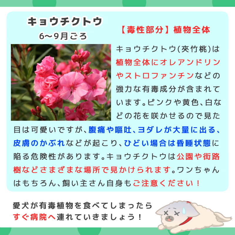 犬に危険な植物 犬に危険な植物