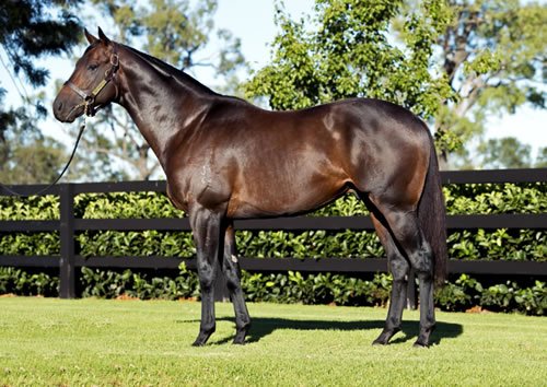 breednet's tweet photo. Australian HOTY Dissident is hitting his stride as a sire,  8th winner today, Ingear wins by daylight for Gollan Racing https://t.co/dTf3Vx2uBh @mmsnippets @NewgateFarm @tonygollan https://t.co/0E15ywV8iV