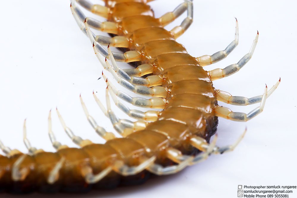 somluckrungaree's tweet photo. close-up Centipede
#closeup #Centipede #Poisonousanimals #Macor #Havemanylegs #photography #photo
https://t.co/PRxH40oryz
https://t.co/0KfTTbQ4Qh
https://t.co/4JYZ9F7sbp https://t.co/baVo0dPOHu