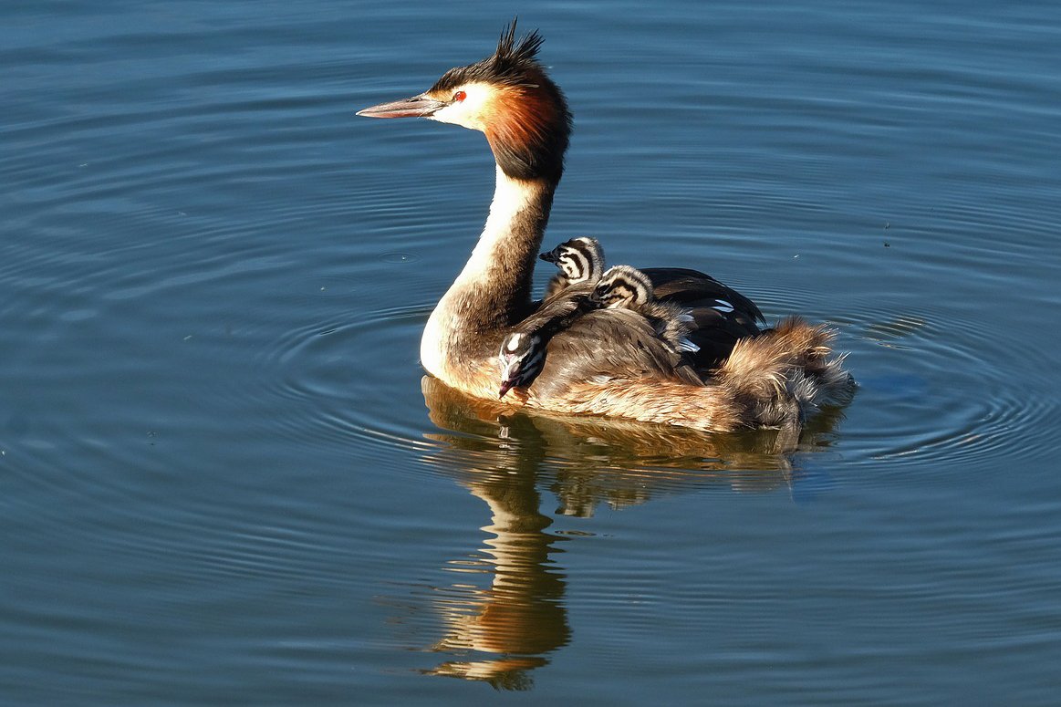 BroadsNP's tweet image. With its ornate plumage, the majestic great crested grebe is the favourite waterbird of many visitors to the Broads. These beautiful birds can often be spotted throughout the Broads waterways, sometimes with young grebes hitching a lift on their backs! 💙 #WildlifeWednesday