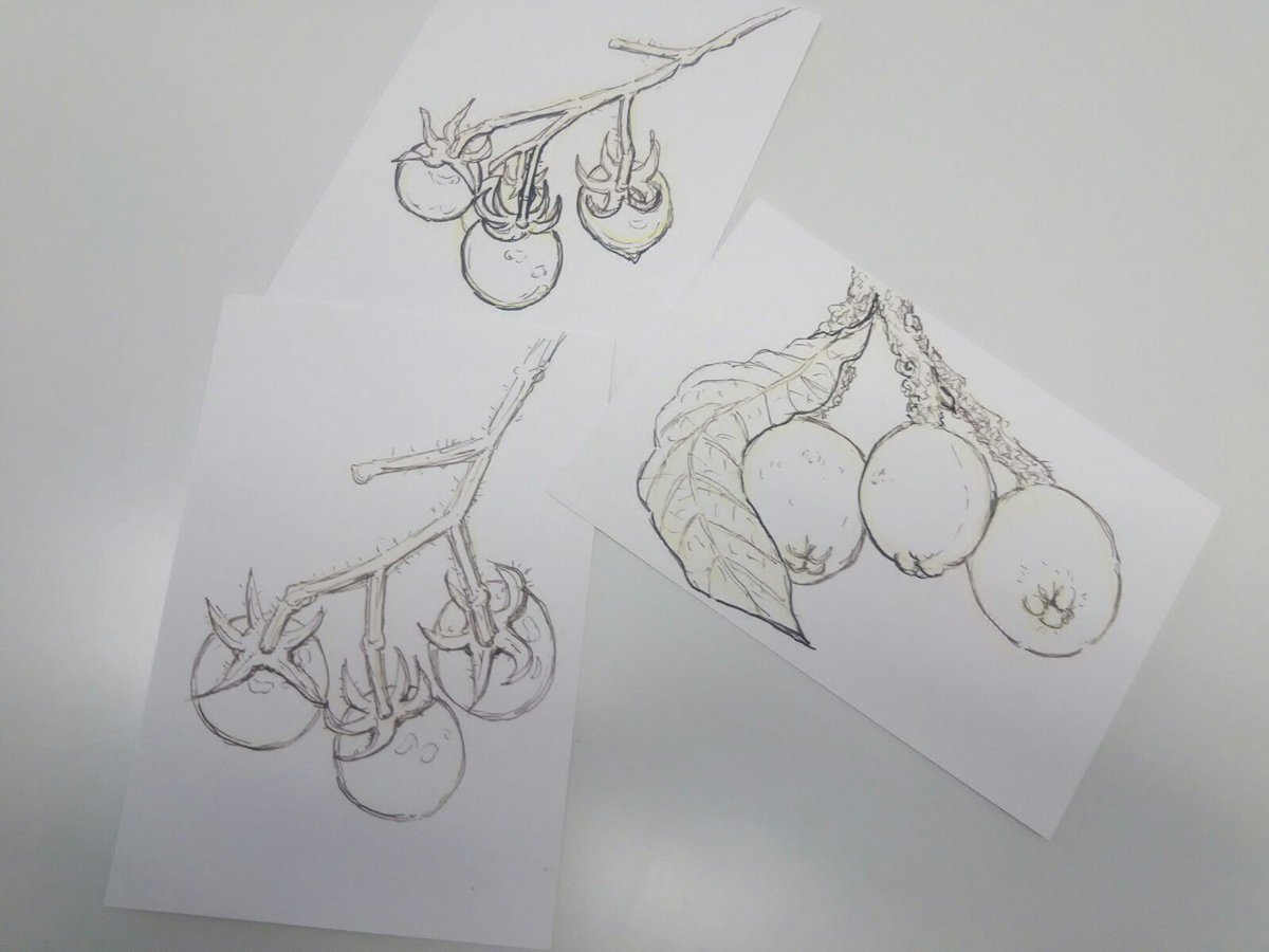 ギャラリーねこい 7 27 8 2 イラスト展示会 On Twitter 本日のイラスト 朝市の方に絵用にと枇杷やプチトマトを頂きました 前回の双子トマト同様 高齢者向け施設でのぬりえに有り難く描かせて貰いました プチトマトの線画は重なってる部分が 見えね となりそう