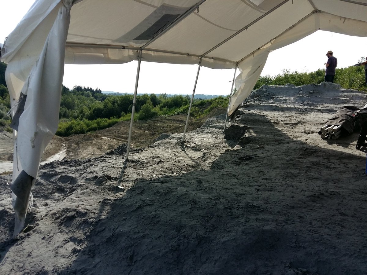 mcranium92's tweet image. Day 3 at the excavation for Miocene mammals in the Hammerschmiede field site (Bavaria, Germany). Hoping to get some interesting finds today #holidays #Neogene
