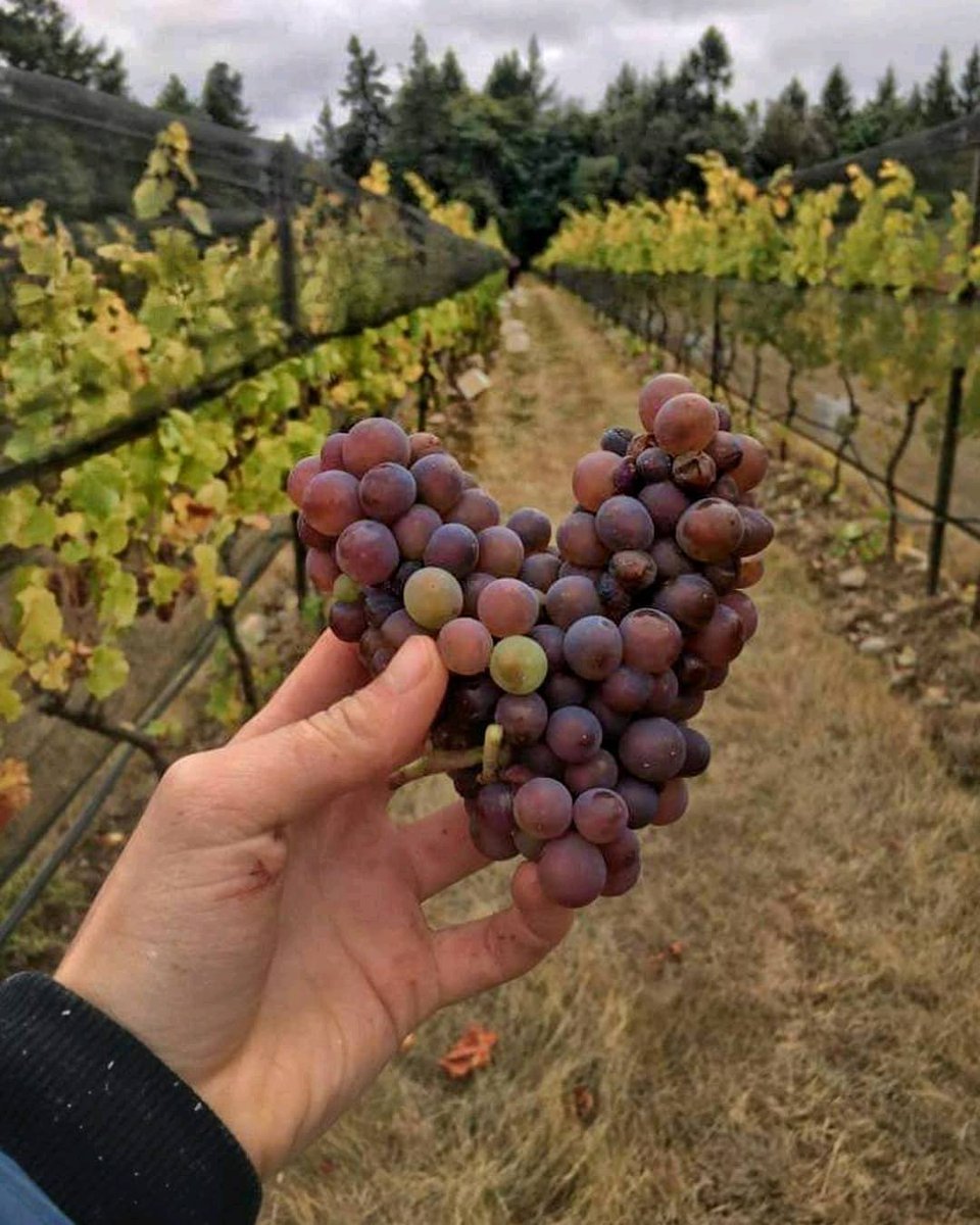 Buenos días #winelovers el vino socializa, crea vínculos, une a las personas.... el vino es amor. Feliz Miércoles 😘🍷
#FelizMiércoles