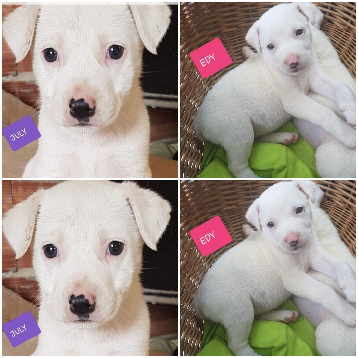 Emilystellaemi2's tweet photo. AIUTIAMO I CUCCIOLI DI LUCIA. info 331 1810093 https://t.co/RQl6rNGkFm